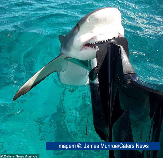 Diagrama Chysler 35_50 hp 1980 a 1984