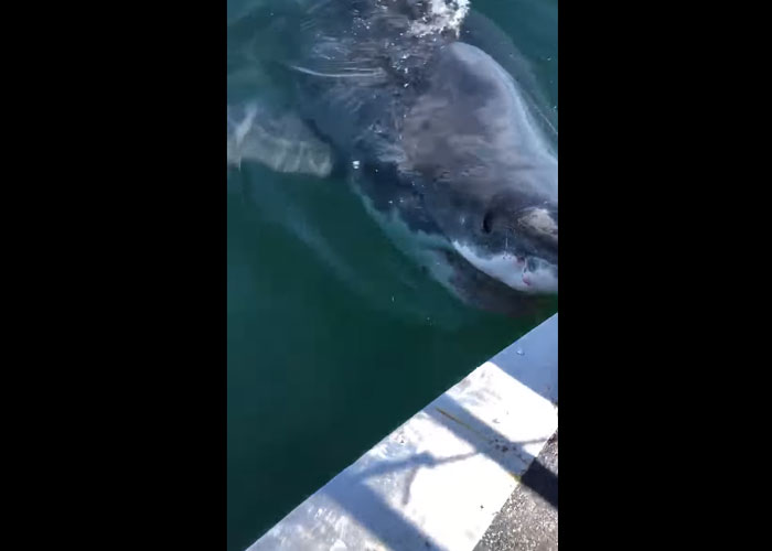 tubarão espanta barco enquanto devora carcaça de baleia