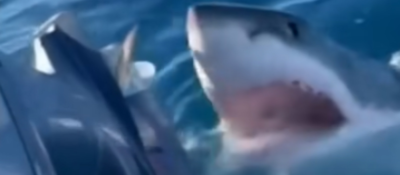 Tubarão branco cerca barco de passeio e morde o motor da embarcação
